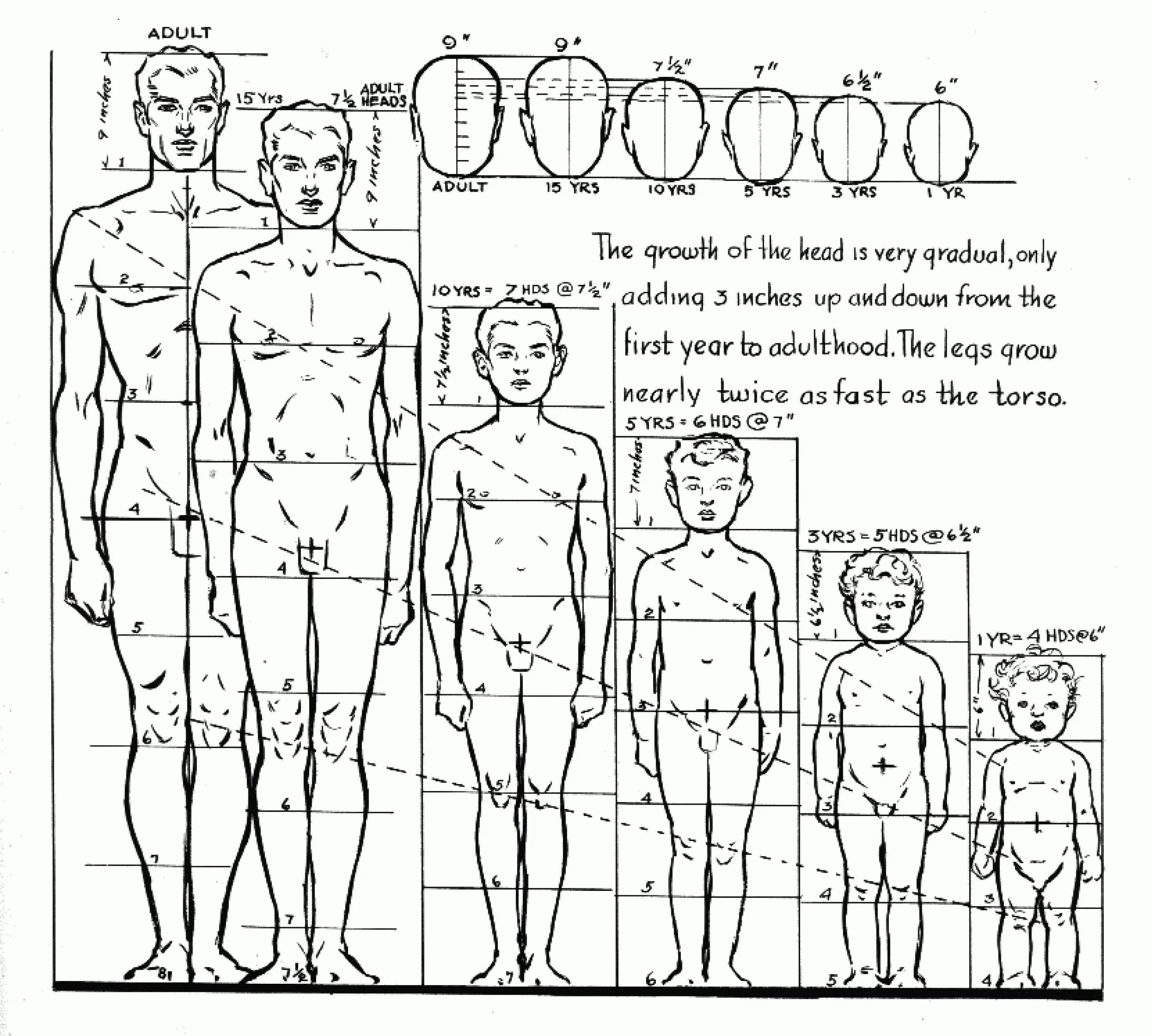 Пропорции тела куклы схемы. Схема пропорции тела ребенка для рисования. Идеальные пропорции различных возрастов. Взрослый мужчина пропорции тела рисунок. Рисунок насколько