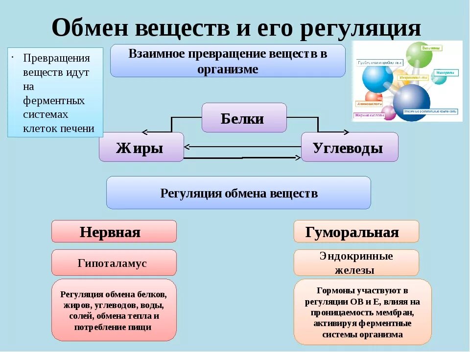 Основные функции обмена веществ. Общая схема обмена веществ в организме. Схема процесса обмена веществ. Процессы обмена веществ в организме человека. Обмен веществ.основные процессы обмена веществ в организме..