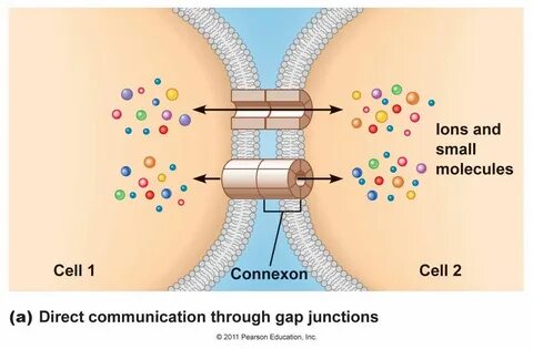 passief iontransport door kanaaltjes Gap Junctions are channels between cel...