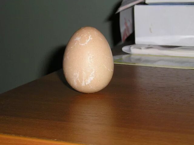 Яйцо вертикально. Интересные истории про яйцо. Как поставить яйцо вертикально на стол. Можно ли поставить яйцо. Могут ли курицы парить яйца зимой.