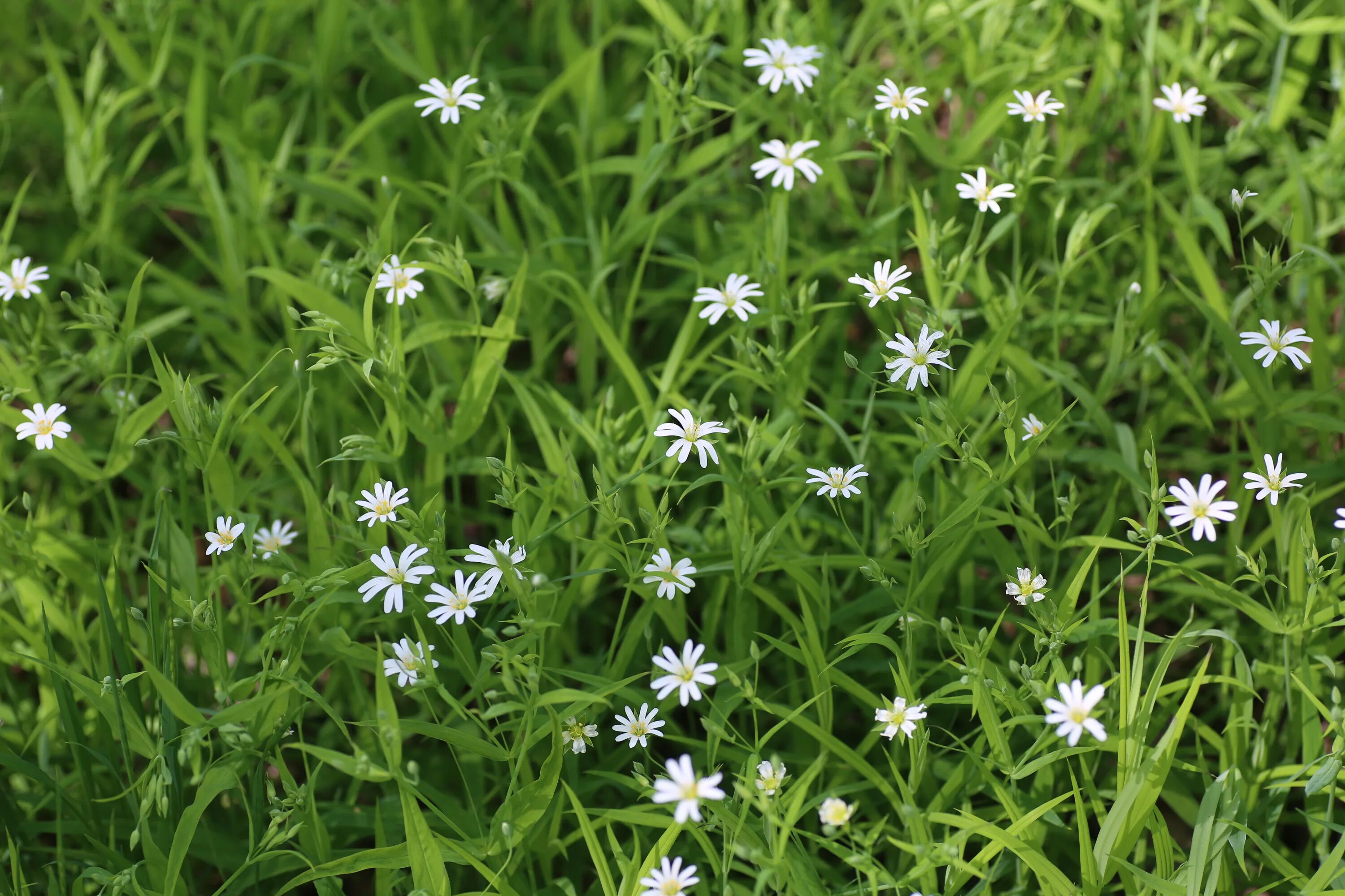 Звездчатка луговая. Звездчатка злаковидная. Звездчатка злаковая stellária gramínea. Звездчатку увидишь в наших дубравах огэ. Звездчатка граминея.