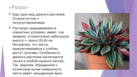 Опишите особенности растений пеперомии