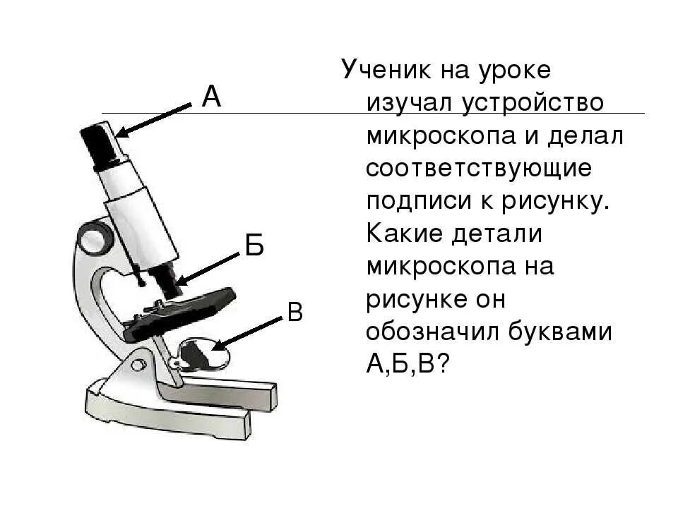 Какую функцию выполняет основание светового микроскопа. Биология 5 кл строение микроскопа. Микроскоп микроскоп строение 5 класс. Что такое микроскоп и строение микроскопа 5 класс биология. Микроскоп строение микроскопа рисунок.