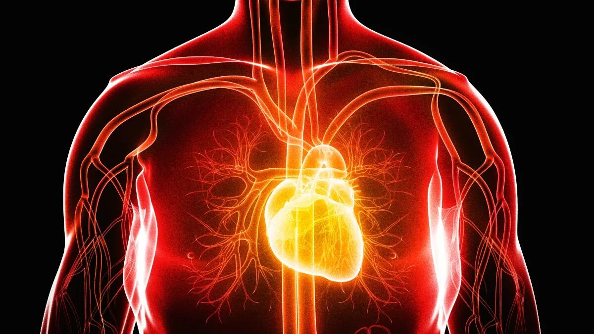 Заболевания сердечной системы. Сердечно-сосудистые патологии. Нарушение сердечно сосудистой системы. Сердечно сосудистые осложнения.