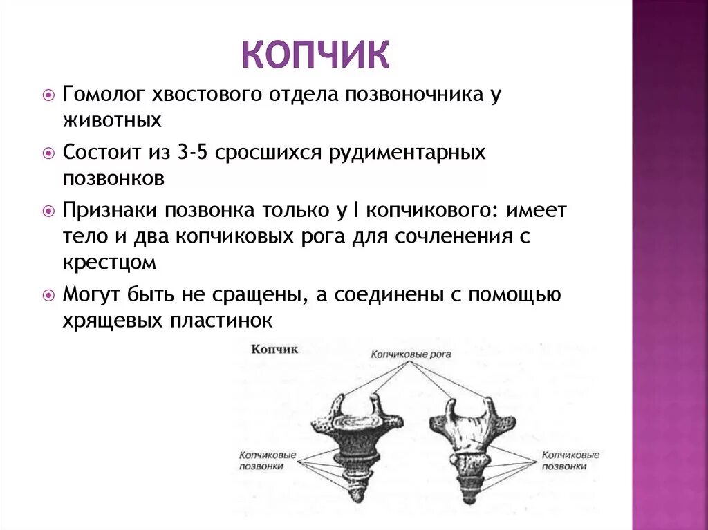 Копчиковая железа характерна для. Особенности строения копчикового отдела позвоночника. Строение позвонков копчикового отдела. Копчиковый отдел функции. Строение копчиковых позвонков анатомия.