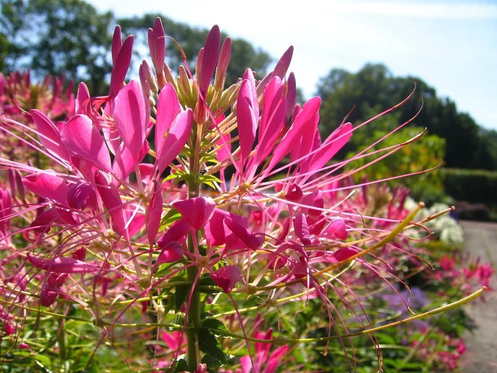 Клеома фото и описание. Клеома колючая. Клеома колючая (Cleome spinosa). Клеома кустарник. Однолетник клеома.