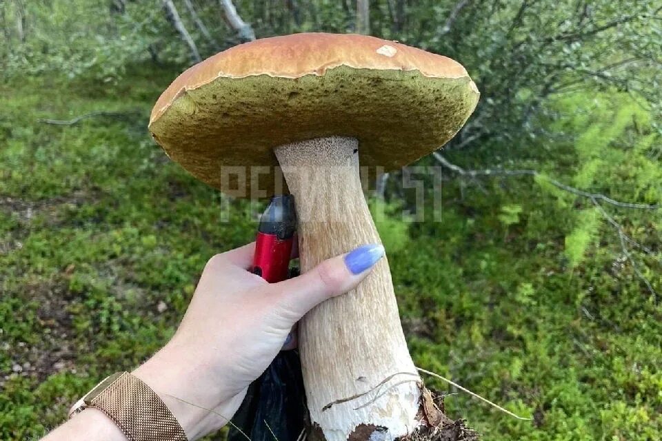 Мурманские грибы фото. Гигантские грибы. лес гигантскими грибами. мурманск лес и грибы.