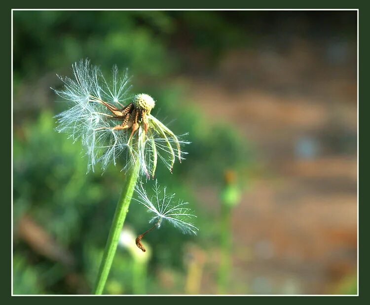 татарник пух. кроссворд. головка одуванчика. кроссворды для взрослых. борец пушинка 8 букв сканворд.