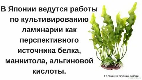 Польза водорослей