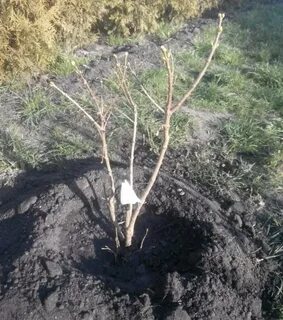 Годовалый саженец