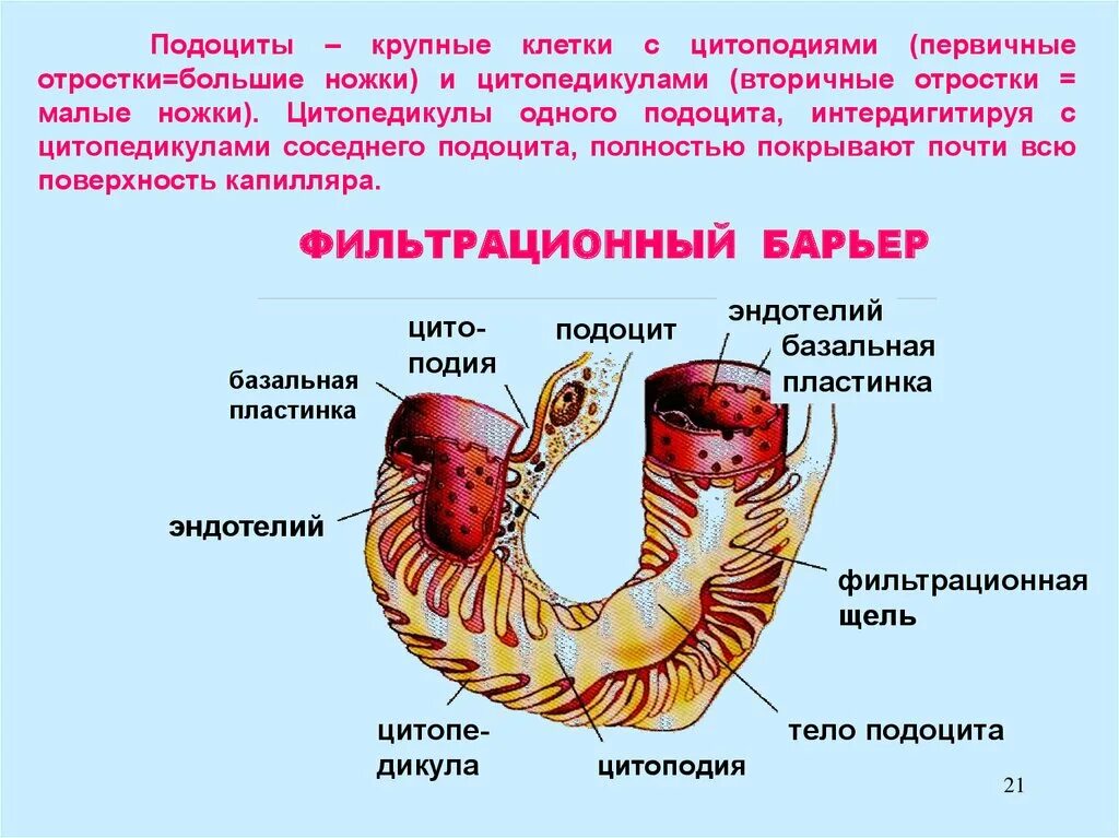 Подоцит строение и функции. Подоциты. Схема строения базальной мембраны. Подоциты. Базальная мембрана клубочка почки.