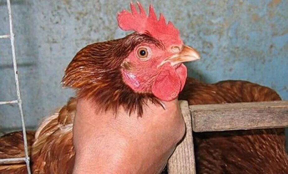 украли кур. украли кур. деревенский воришка. цыплята джерсийский гигант. куры орут.