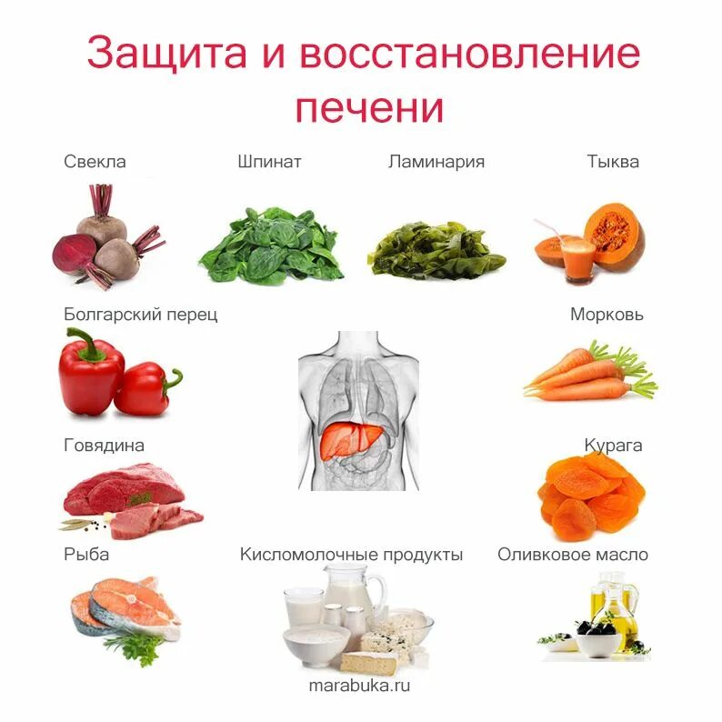 Какие продукты восстанавливают печень. Какие продукты чистят печень. Что полезно для печени человека. Какие продукты полезны для печени человека для восстановления печени.