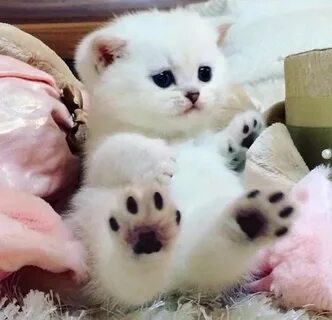 Покажи самые милые картинки котиков