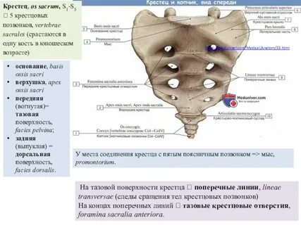 Пятно на крестце