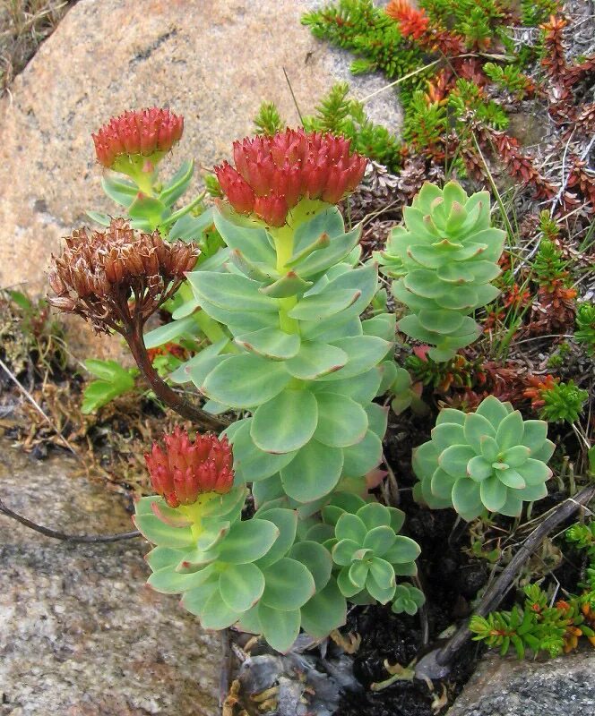 Rhodiola rosea. Родиола. Родиола розовая. Родиола розовая растение. Родиола Байкальская.