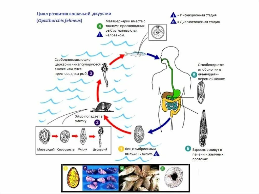 Кошачья двуустка какое развитие. Жизненный цикл кошачьей двуустки Opisthorchis felineus.. Цикл развития кошачьей двуустки. Цикл развития кошачьей двуустки схема. Схема жизненного цикла гельминтов описторхоз.
