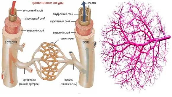 Внутренняя оболочка вен латынь. Капиллярный сосуд латынь. Аорта артерии артериолы капилляры. Воспаление кровеносных сосудов латынь. Строение кровеносных сосудов.