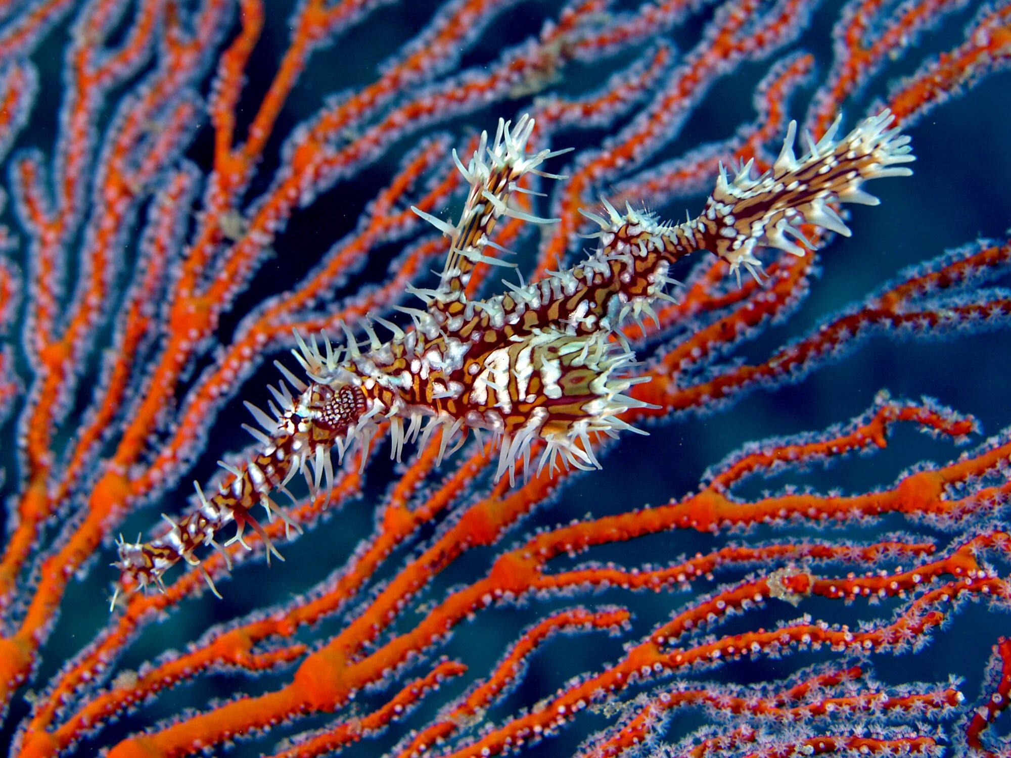 Кабели связи в красном море. Трубкорыл Арлекин. Solenostomus paradoxus. Трубкорыл рыба. Рыба призрак трубкорыл.