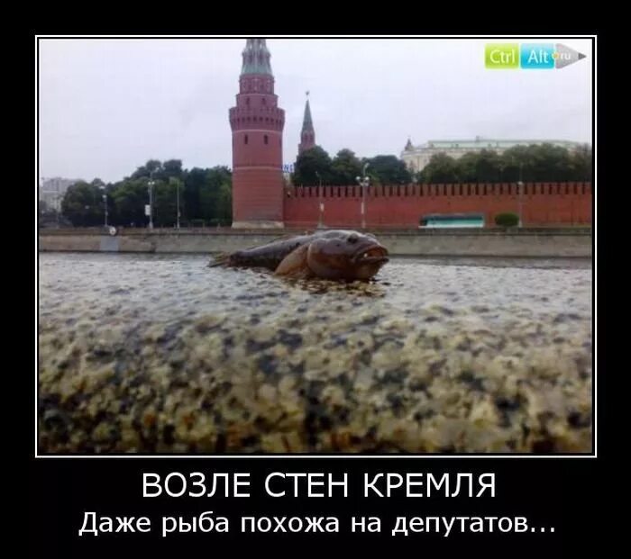 Животные на красной площади. Шутки про москву. Кремль прикол. Москва демотиваторы. Про москву смешно.