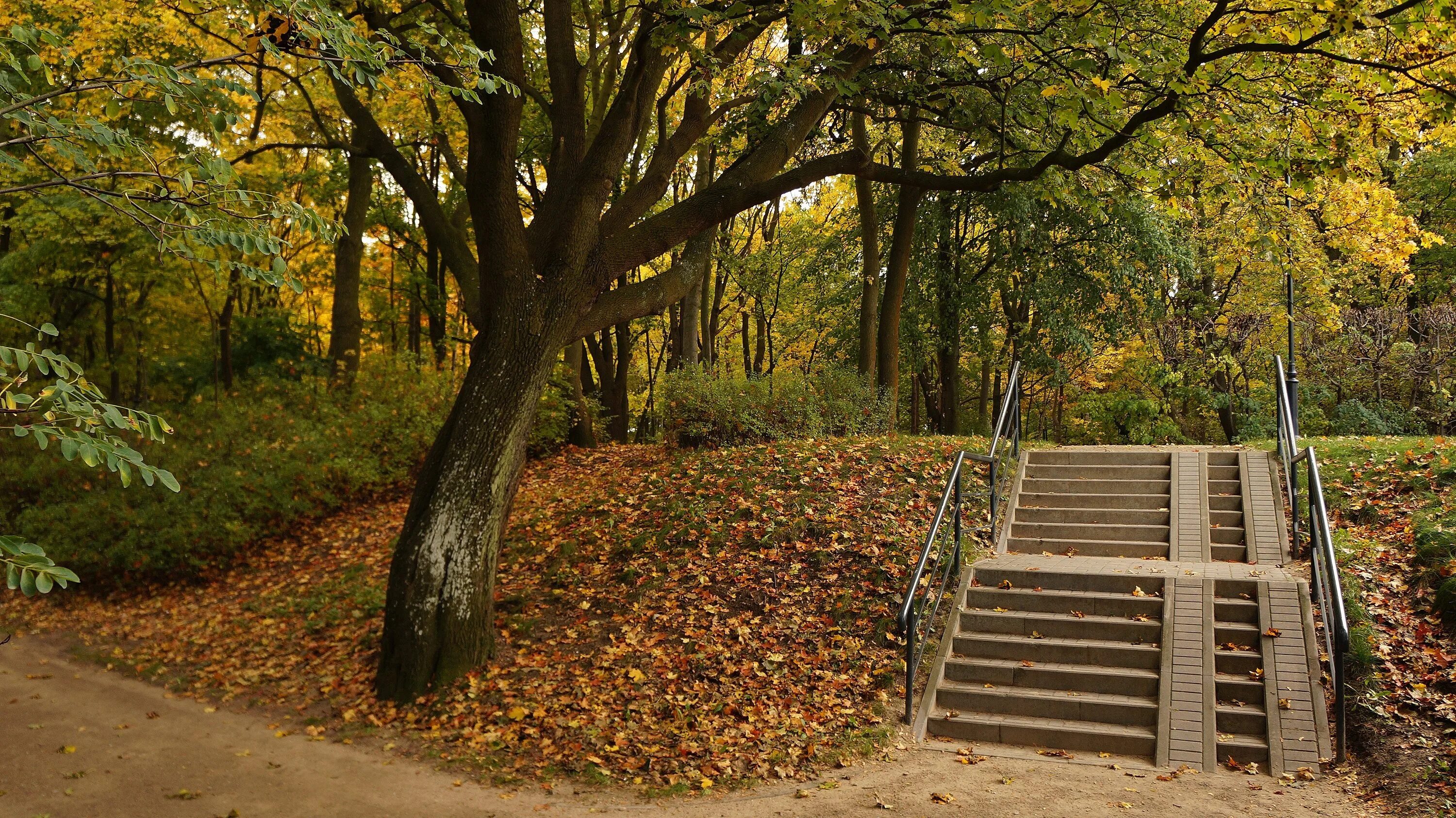 Воробьевы горы лестница. Ступеньки в парках. Лестница в парке. Царицынский парк лестница в лесу. Парк петергоф пандус.