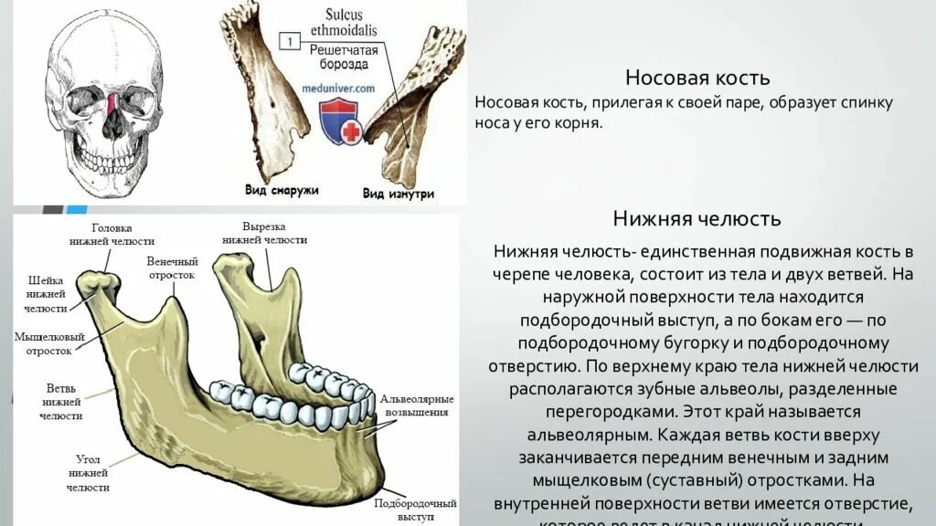 Нижняя челюсть черепа анатомия. Череп человека нижняя челюсть кость. Нижняя челюсть кость строение. Нижняя челюсть с другими костями черепа