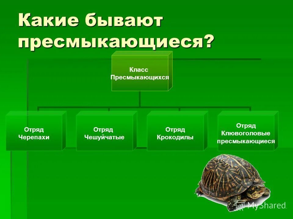 Чешуйчатые пресмыкающиеся биология 7 класс. Определите представители какого отряда пресмыкающихся. Класс пресмыкающиеся или рептилии классификация. Биологии 7 класс пресмыкающиеся общая характеристика таблица. Чешуйчатые пресмыкающиеся внутреннее строение.