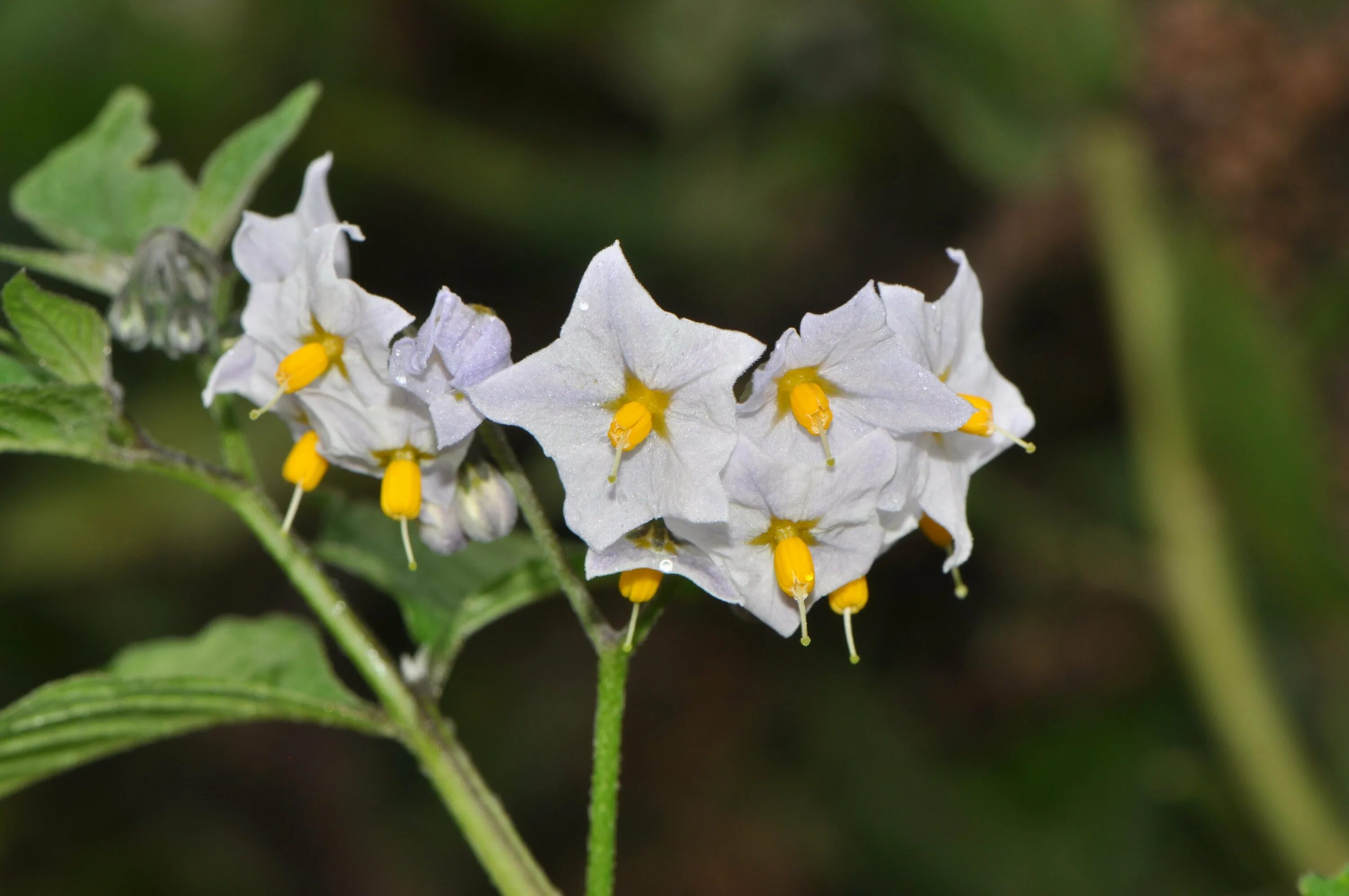 Паслен тип. Паслен каролинский (solanum carolinense). паслен вьюн. паслён лесной. паслен колючий.