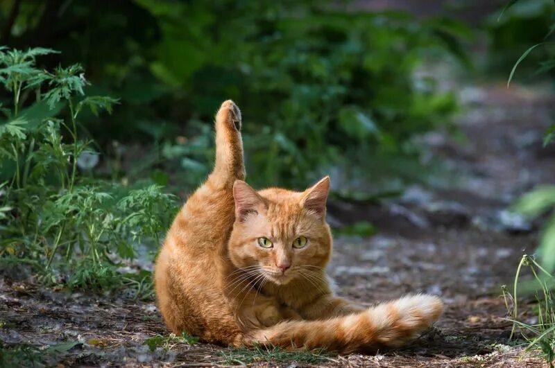 Запредельный уровень милоты: 35 фото бездомных котов, сделанных на улицах Токио 