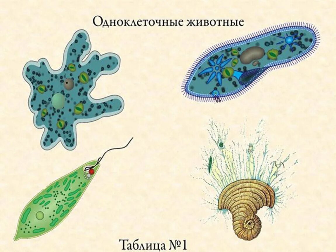 Строение одноклеточных царство протисты. Простейшие одноклеточные организмы. Простейшие одноклеточные организмы строение. Простейшие одноклеточные животные.