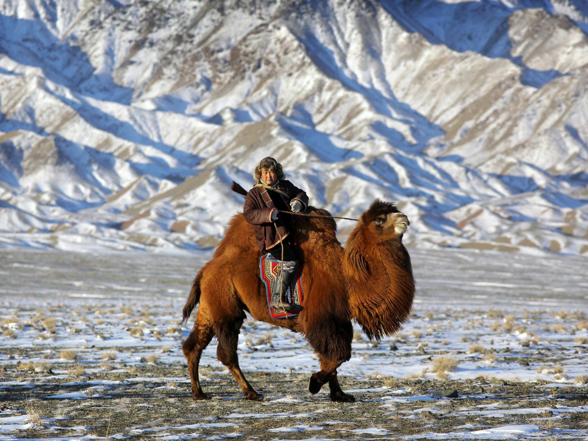 Верблюды северные олени. Двугорбый верблюд в Монголии. Бактриан монгольский верблюд. Бактриан верблюд Гоби. Верблюды пустыни Гоби Монголия.