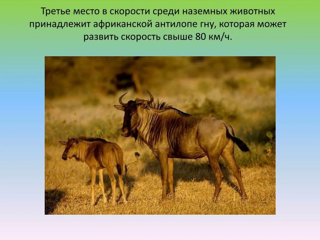 Антилопа гну может двигаться со скоростью 80. Скорость разных животных. антилопа гну. скорость передвижения животных. скорость антилопы гну.