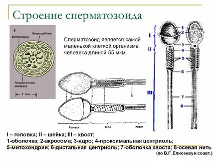 Строение сперматозоида