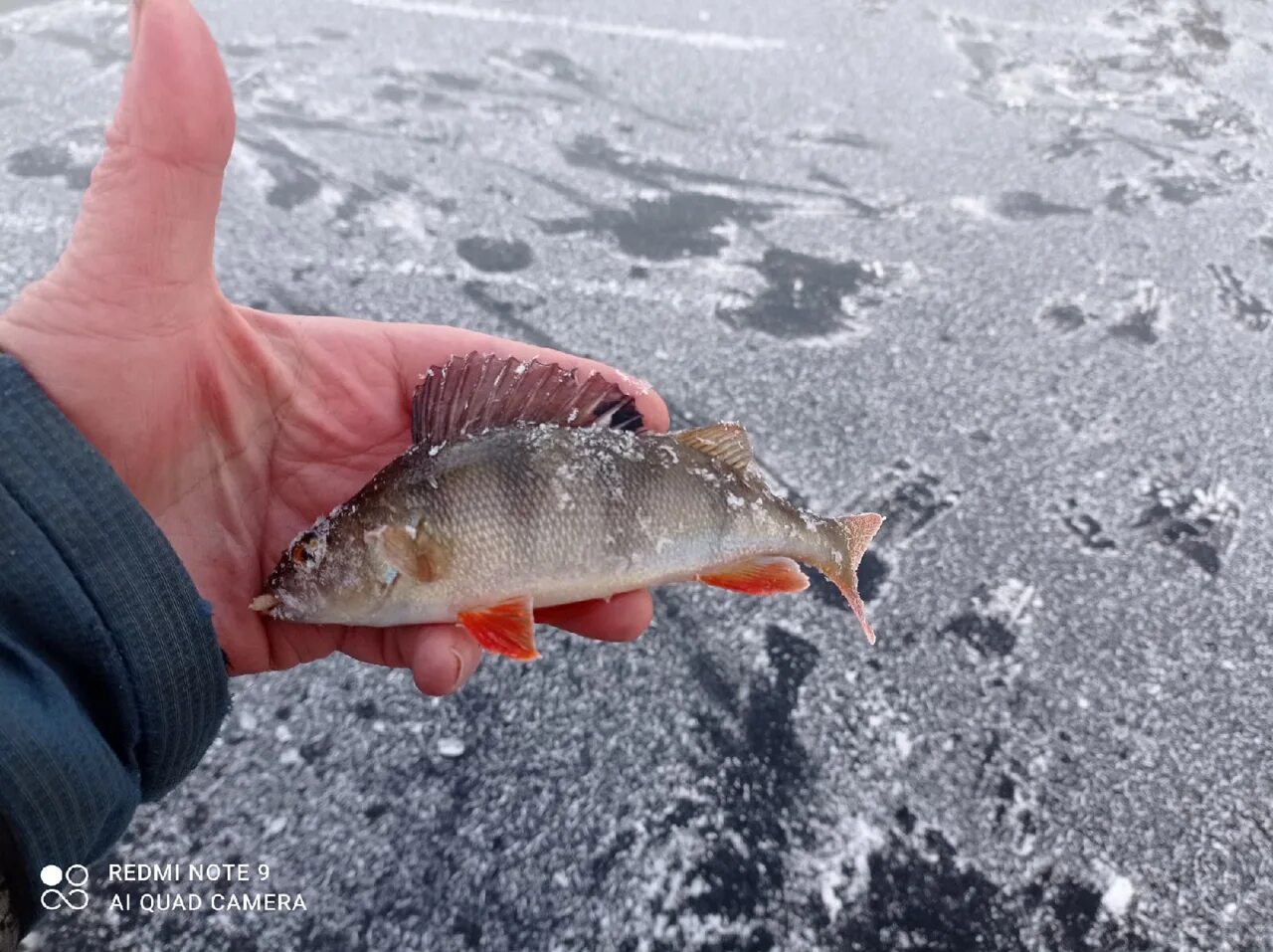 Соната тур рыбалка на севере. Соната тур рыбалка на севере Архангельск. Рыбалка на севере перволедок. Рыбалка на севере 2020. Форум на севере северодвинск
