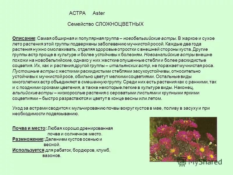 летние цветы. сообщение о летнем растении. растения летом текст. рассказ на тему лето. красивые стихи о лете и цветах.