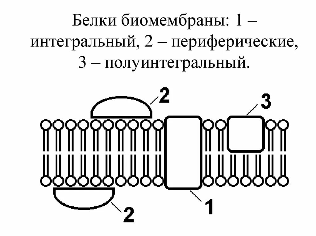 Интегральные белки какие. Интегральные полуинтегральные и периферические белки. Периферические белки мембраны. Интегральные и полуинтегральные белки мембраны. Периферические и Интегральные белки мембраны функции.