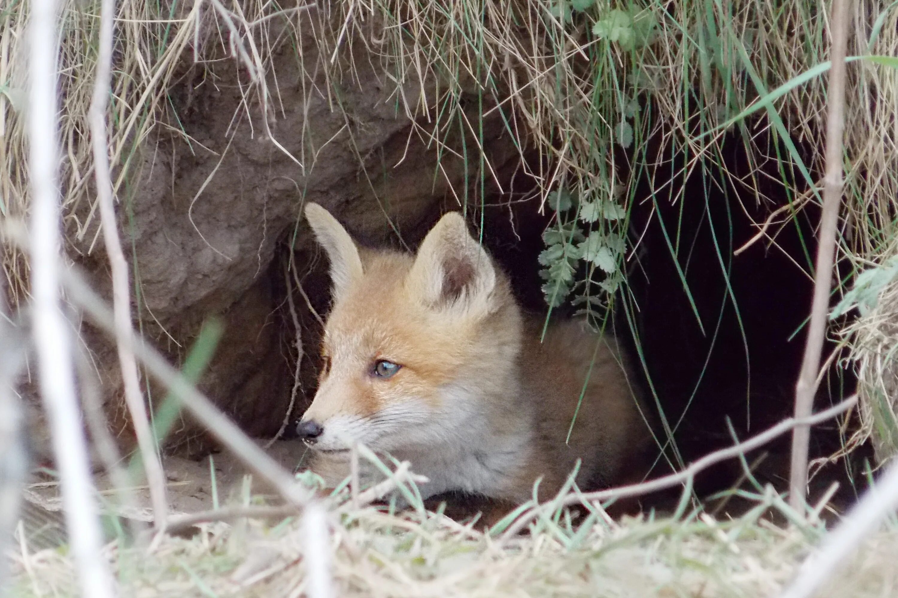 Где живет леса. Где живет лиса в лесу для детей. Где живет леса. Лиса в норе. Картинка где живет лиса.