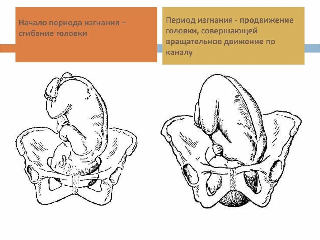 Механизмы отделения плаценты в последовом периоде. Физиология беременности кратко. Роды – это процесс изгнания плода из полости матки. Этапы продвижения ребенка по родовым путям:. Принцип ведения периода изгнания плода.