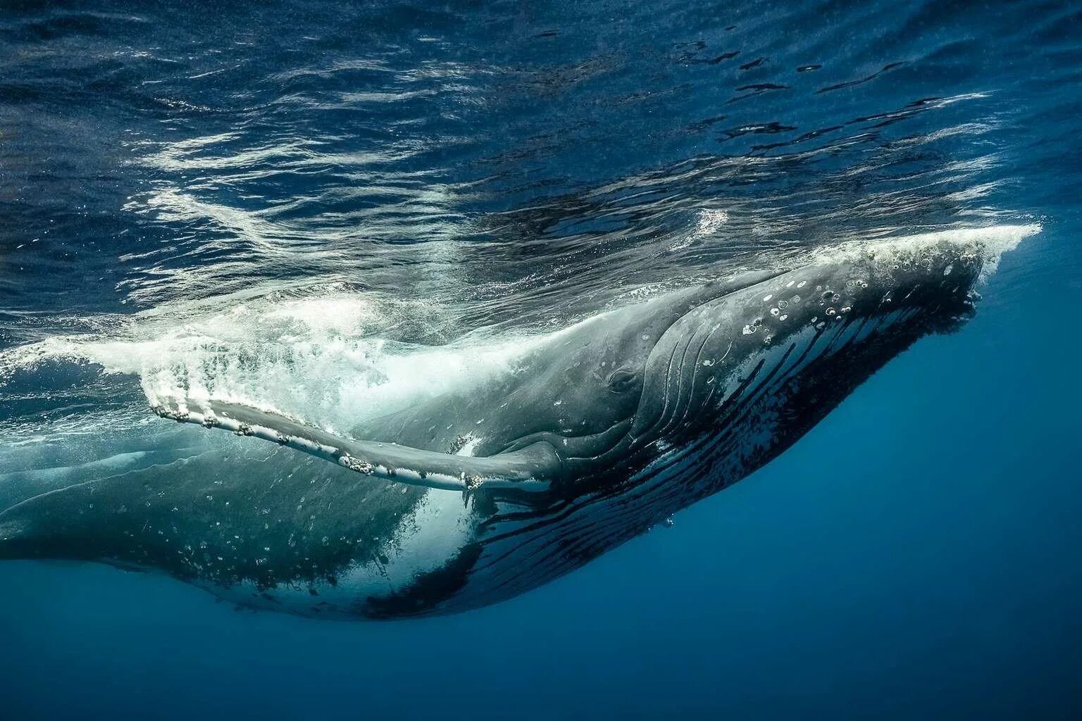 Самый 1 кит