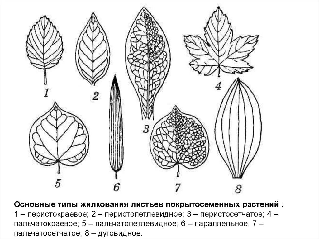 Лист жилка корень. Жилкование листьев биология. Жилкование листа ясеня. Вильчатое жилкование листьев. Тип жилкования листа яблони.