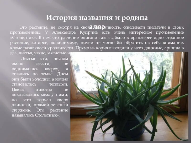 Столетник куприн проблема. Столетник куприн проблема