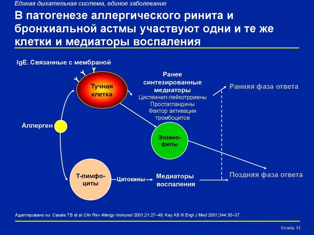 Аллергический ринит механизм развития. Патогенез нарушения дыхания при бронхиальной астме. Медиаторы, играющие роль в патогенезе бронхиальной астмы.. Патогенез аллергической бронхиальной астмы. Системы играющей ведущую роль