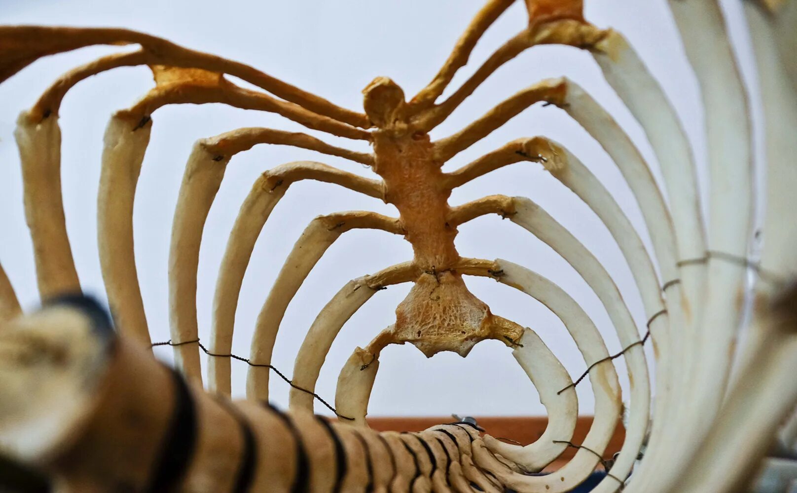 Органические скелеты. Скелет сумчатых. Мини скелет. Неразветвленный углеродный скелет это. Скелет танцует.