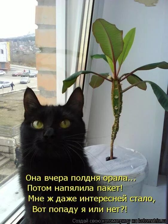 Котоматрица новое. Котоматрица лучшее за неделю. Кот цветы Котоматрица. Котоматрица за последнюю неделю.