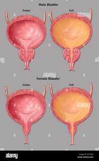 Illustration of a empty (left) and full (right) male (top) and female (bott...