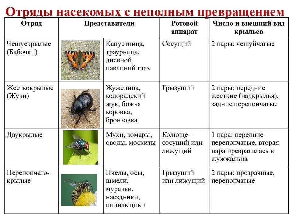 Описание типов насекомых. Таблица по биологии 7 класс отряды насекомых представители. таблица по биологии 7 класс насекомые с неполным превращением. отряды насекомых с неполным превращением таблица. таблица по биологии 7 класс отряды насекомых признаки представители.
