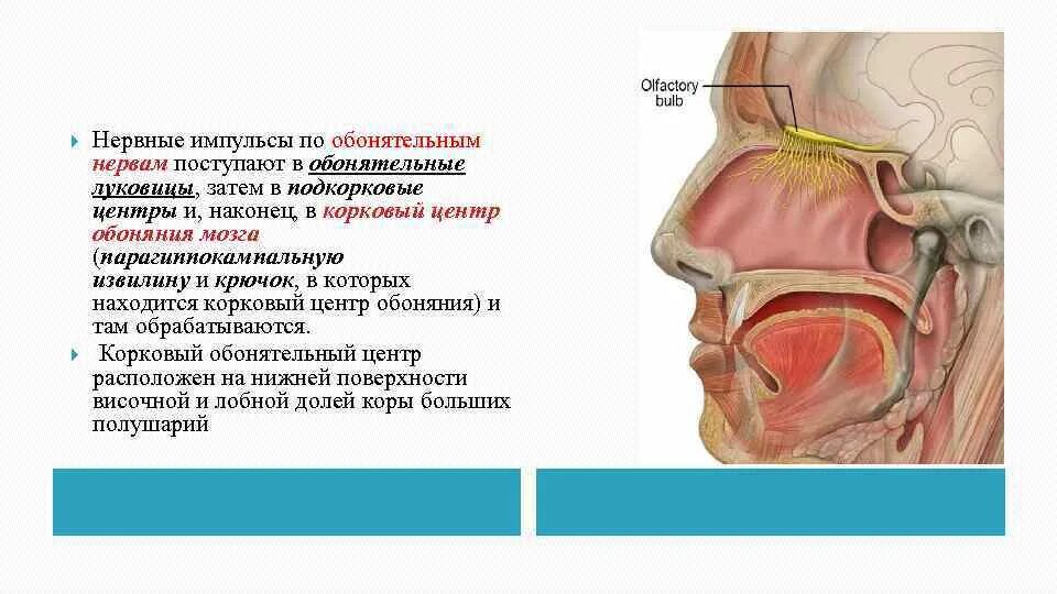 Виды обонятельной информации. Подкорковые центры обонятельного анализатора. Обонятельная луковица и обонятельный нерв. Луковица обонятельного нерва. Обонятельный анализатор строение.