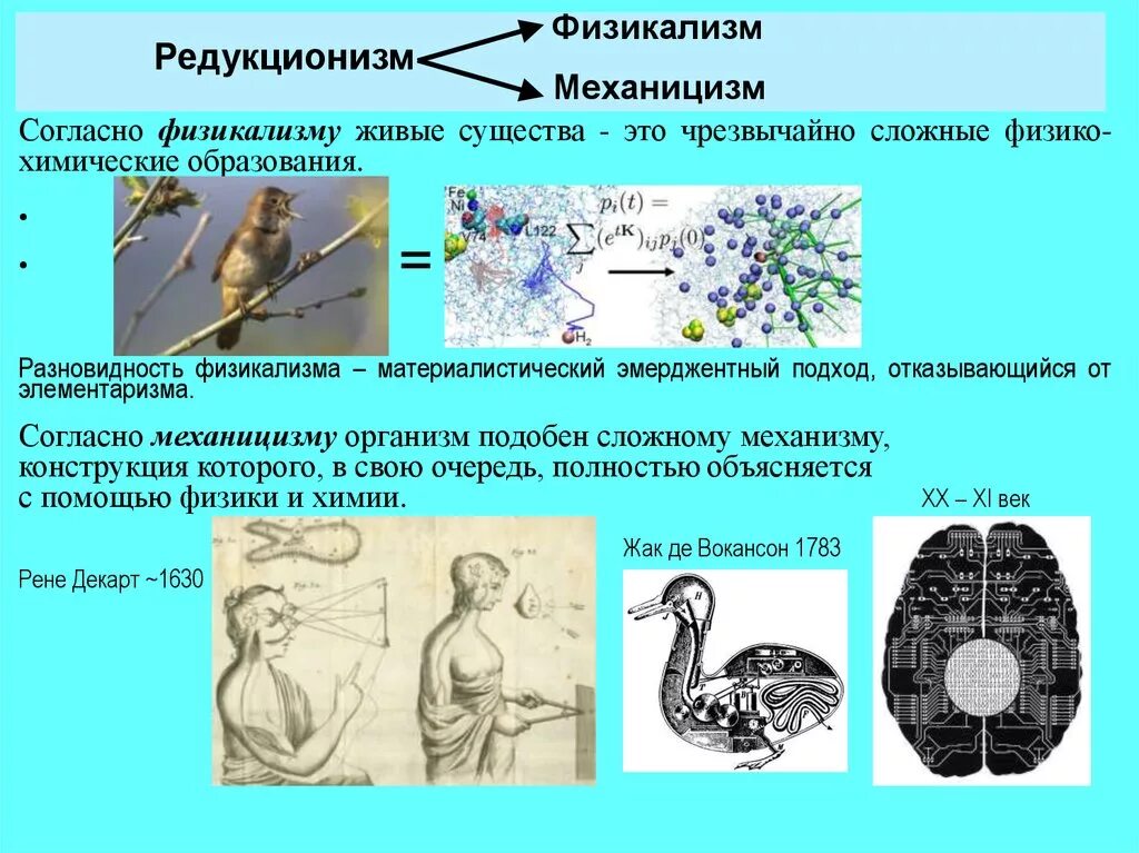 Прочитайте текст все живые существа. Редукционизм. Биологический редукционизм. Редукционистская философия. Редукционистский подход.