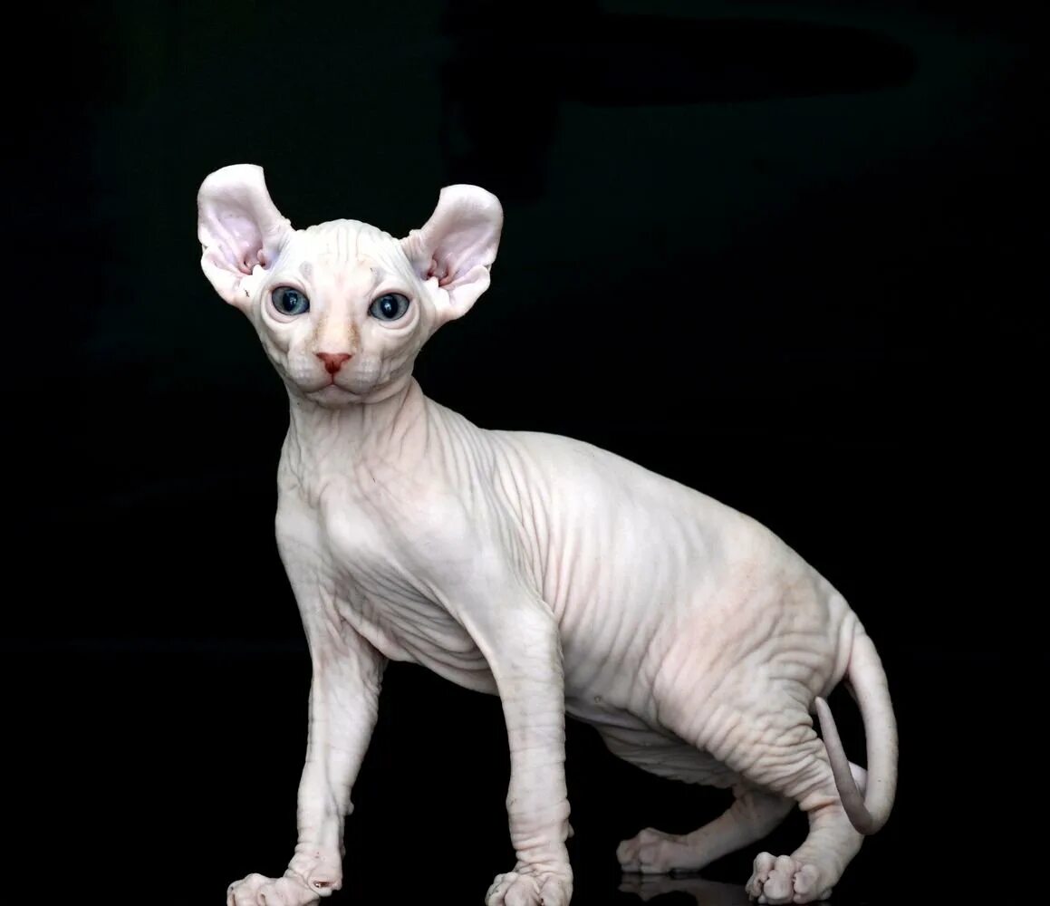 Двэльф порода. Сфинкс эльф. Канадский сфинкс эльф. Сфинкс эльф. Сфинкс эльф.