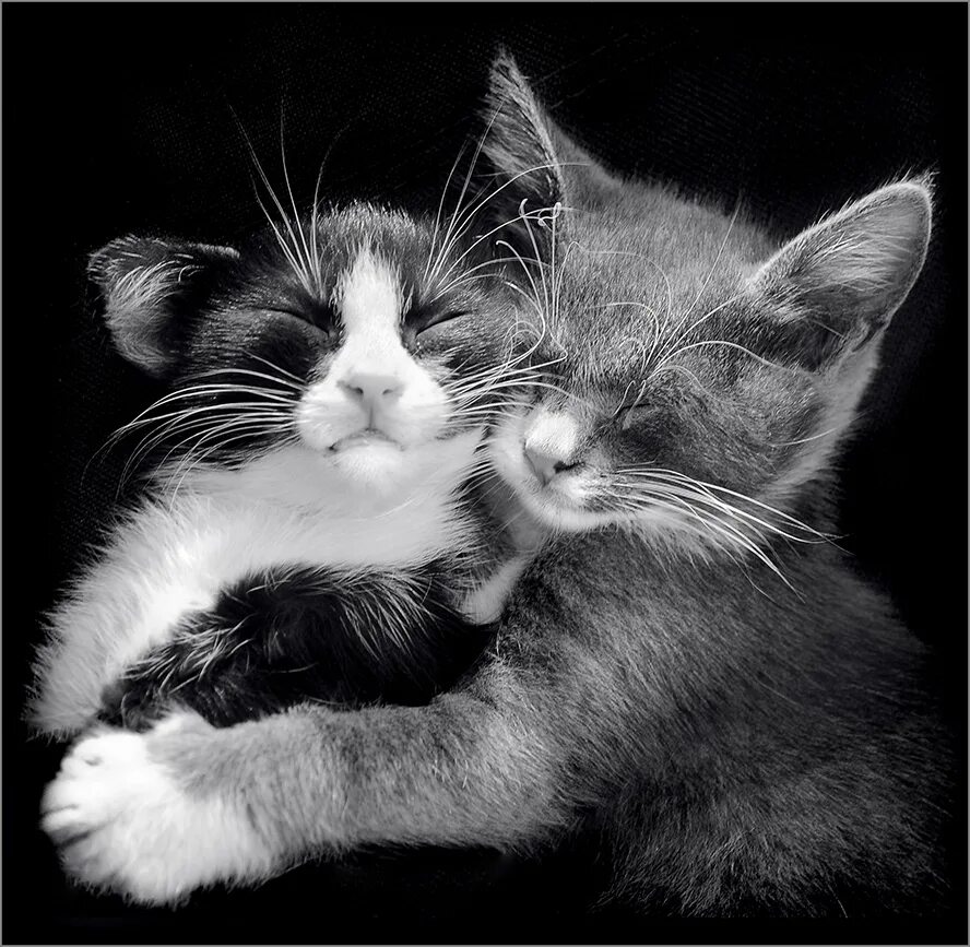 Ты моя киска. Коты обнимаются. Люблю тебя киска. Моя кошечка.